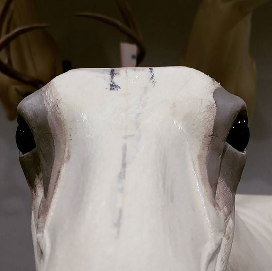 Noble Naturals – Exquisite Handcrafted Skin Care