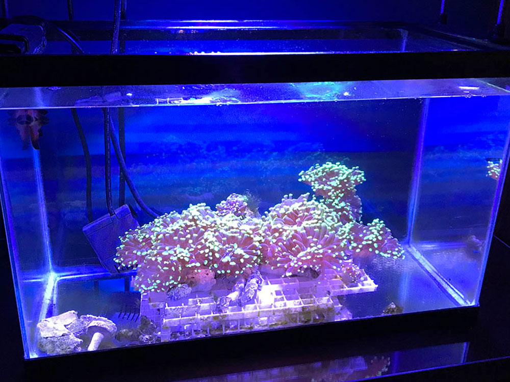 Noble Naturals – Exquisite Handcrafted Skin Care